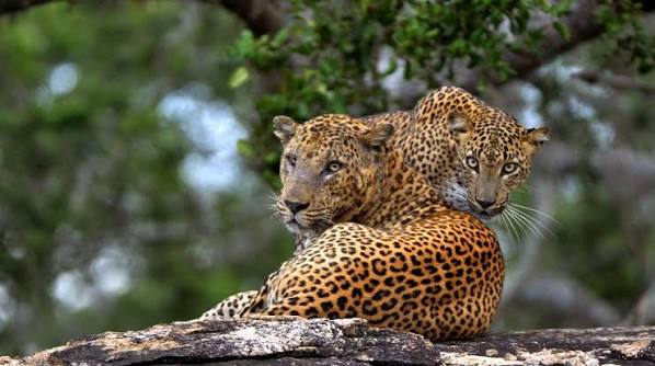 Sri Lanka △ Safari mit Leoparden & Löwenfelsen | 15 Tage | DIAMIR