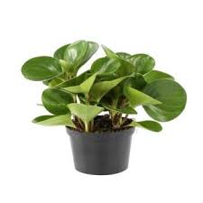 Peperomia Obtusifolia Green Pot Diametre 14 Cm Jardinerie Truffaut Jardinerie Plante Verte