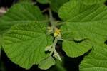 Image result for Grewia herbacea