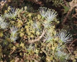 Image result for Maerua andradae