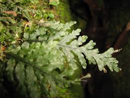 Image result for Didymoglossum