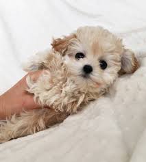 We did not find results for: Pomeranian Micro Teacup Dogs Novocom Top