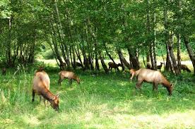 Contact info, reviews tips & more for prairie creek redwoods/gold bluffs beach | camping in california. Elk Prairie Campground Picture Of Prairie Creek Redwoods State Park Orick Tripadvisor