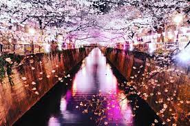 Visit Japan International On Instagram The Meguro River In Tokyo Turns Into A Tunnel Of Cherry Blossoms During The Spring Visit Japan Cherry Blossom Japan