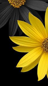 Pin On Black With A Spot Of Color