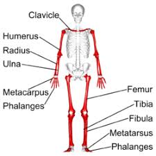 Sectional diagram of a long bone. Long Bone Wikipedia
