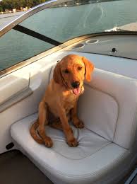 Find local labrador retriever puppies for sale and dogs for adoption near you. Pin On Dyna Our Fox Red Labrador Retriever