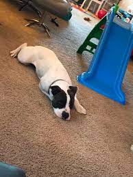 Maybe you would like to learn more about one of these? Dog Adoption In Surprise Az 85374 Pit Bull Boxer Mix Dog Roxy