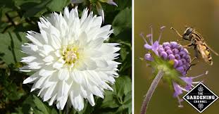Seeds will germinate as soon as your soil temperatures reach 55°f. How Do Flowers Grow Gardening Channel
