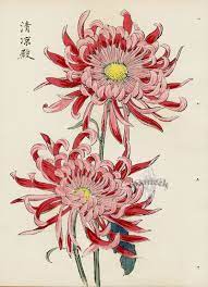 From Art Of The Japanese Chrysanthemum Japanese Chrysanthemum Chrysanthemum Drawing Japanese Art