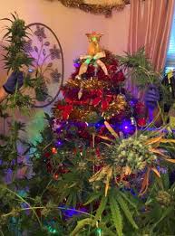 Many of the conifer species cultivated face infestations and death from such pests as the balsam woolly adelgid and other adelgids. Marijuana Christmas Tree Found In Uk Living Room Oregon Cannabis Connection