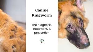 Image result for what do lice look like in dog fur