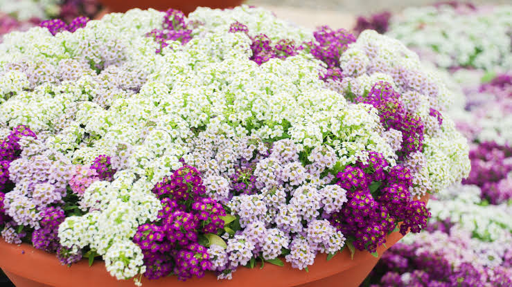 fragrance in a secret garden