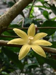 Image result for Rothmannia macrosiphon