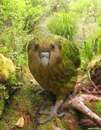 The 100 Most Distinct And Rare Birds Rare Birds Kakapo Flightless Parrot