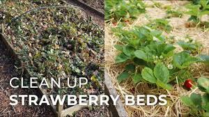 The second method involves creating a vertical strawberry garden. How To Clean Up Strawberry Beds Lovely Greens