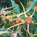 Image result for Strophanthus speciosus