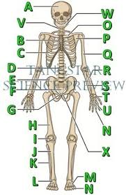 The radius and the _ are the bones of the forearm. Skeletal System Crossword With Diagram Printable Distance Learning Options