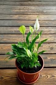 Peacelily Grow Long Lasting Pure White Large Unusual Looking Flowers With Our Great Collection Of Peacelily Plants Plants Lily Plants Planting Vegetables