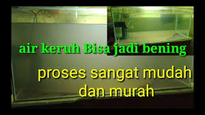 Ketika pertama kali memiliki sebuah akuarium buatan sendiri, rasanya seperti bangga bercampur gembira heheheh (lebayyy). Cara Menjernihkan Air Aquarium Yang Keruh Youtube