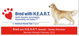When looking for a puppy, it's important to check on its background. Carmel Bliss Golden Retrievers Akc Golden Retriever Puppies In The Dallas Tx Area