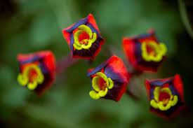 Tropaeolum Tricolor Nasturtium Tri Color Plants