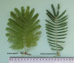 Image result for Acacia polyacantha