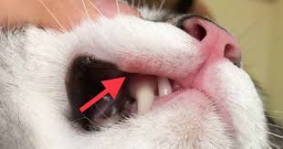 Even if you can't see any warnings, you may experience the following. 6 Causes Of Lip Sores Mouth Ulcers In Cats Walkerville Vet