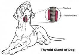 Hemangiosarcoma is an aggressive type of cancer that can affect organs where blood vessels are present. Thyroid Cancer In Dogs Petcure Oncology