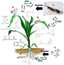 The most important difference between push and pull strategy, is that in push strategy, the idea is the two promotional strategy which is applied to get the product to the target market is push and the term is derived from logistics and supply chain management, however, their use in marketing is. Agronomy Free Full Text Volatile Semiochemical Mediated Plant Defense In Cereals A Novel Strategy For Crop Protection Html
