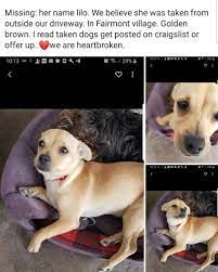 Why go to a dog breeder, cat breeder or pet store to buy a dog or buy a cat when you can adopt? San Diego Craigslist Pets Petfinder