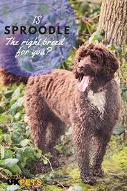 Sproodle Dog Breed Ukpets What Kind Of Dog Dog Breeds Sproodle Puppies