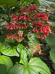 Image result for Clerodendrum rotundifolium