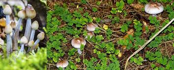 How to get mushrooms to grow in your garden. 6 Ways To Get Rid Of Mushrooms Garden Weasel