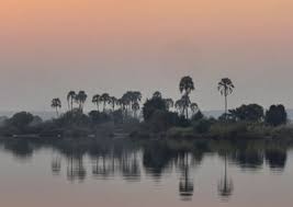 Image result for Stolzia compacta