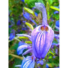 Image result for Brillantaisia pubescens