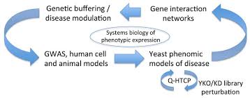 Image result for network yeast