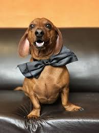 Is Your Dachshund Driving You Crazy Make Massive Change To Your Dachshund S Behaviour In Just 1 Day Dachshunds Dachs Dog Lovers Dachshund Dogs And Puppies