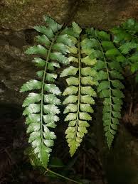 Image result for Aspleniaceae