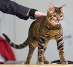 Toyger Cat — Full Profile, History, and Care