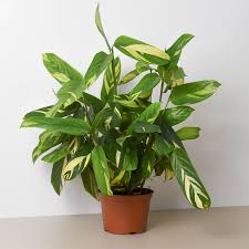 Image result for Ctenanthe marantifolia