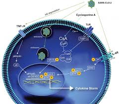 The most commonly affected muscles are those of the eyes, face, and swallowing. Study To Determine Cyclosporine S Role In Treating Hospitalized Covid 19 Patients Bcm