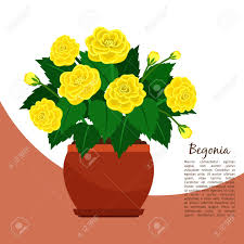 When growing begonias from tubers, it is very common to get the tubers started in containers indoors. Begonia Indoor Plant In Pot Banner Royalty Free Cliparts Vectors And Stock Illustration Image 93713990