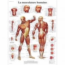 Epingle Sur Osteopathie Et Kine