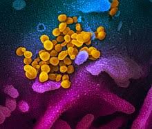 Disease X Wikipedia