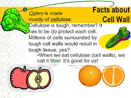 We did not find results for: Cells To Organelles Certain Materials Are Included Under The Fair Use Exemption Of The U S Copyright Law And Have Been Prepared According To The Multimedia Ppt Download