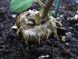 Image result for Dorstenia cuspidata