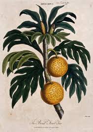 Image result for Moraceae