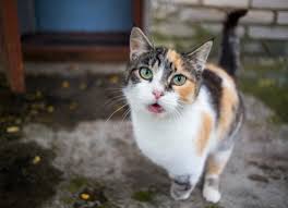 They may move if chased by a dog or a cat, or if they feel threatened, but once they spend some time and deposit if you tried all the methods in the general search techniques and tried sitting outside to no avail, your cat may be in. How Can Cats Find Their Way Home If Lost Petmd