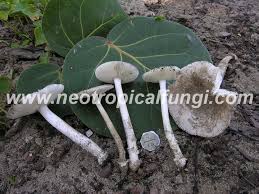 Image result for Aneilema arenicola